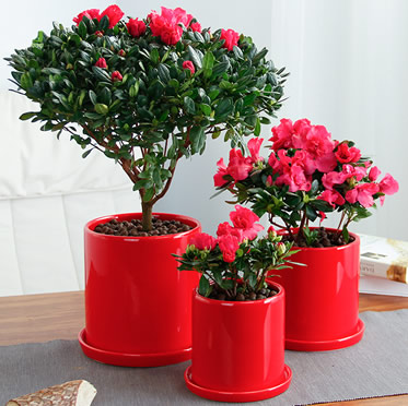 杜鵑花盆栽年花室內(nèi)客廳辦公室桌面綠植真花陽(yáng)臺(tái)四季開(kāi)花